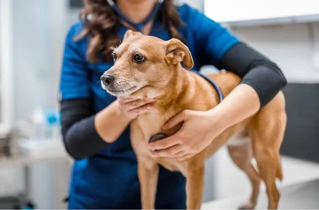 Pet Insurance vs. Emergency Fund: What a Lincoln Park Vet Bill Taught Me